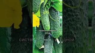 Польза огурцов для организма