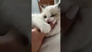 Remember these tips the next time you have a biting kitten. #cat #ragdolls #catlover