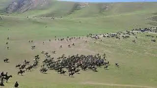 бузкаши девдор. шариф Човандоз 2023
