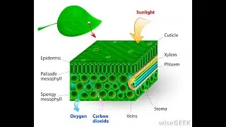 Photosynthesis further explained. 