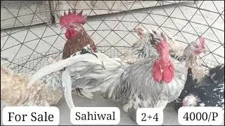buff mottled#aseel #sundaybirdsmarket #latestpriceupdate