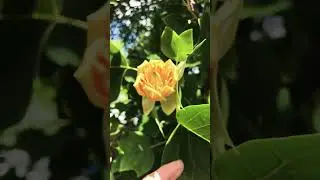 Tulip tree flower fully opened