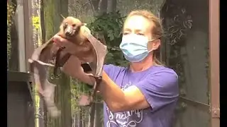 33-year-old bat is pampered at Texas wildlife reserve