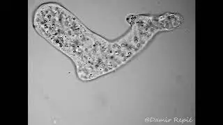 Trichamoeba spec.