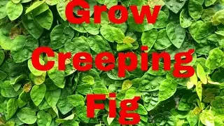 Creeping Fig: The Ultimate Solution for Your Ugly Walls