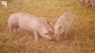 Unsere DUROC STROHSCHWEINE aus Burgst&auml;dt