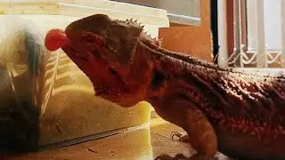 Bearded dragon's failed attempts to reach his food
