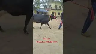 Top Quality Hf, jersey, cross breed, sahiwal, Gir cow available for sale every time ⌚