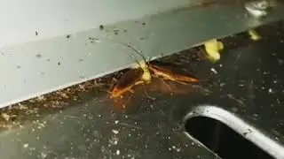 Xway Advion Cockroach Gel