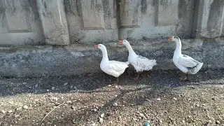 Kazlar yumurtaya başladı.Kuluçkalık yumurtalar nasıl saklanır kaç gün bekleyebilir.