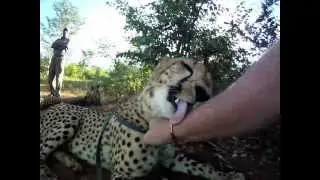 Walking with Cheetahs