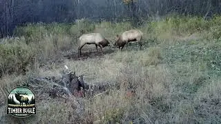 Bull elk late season fighting