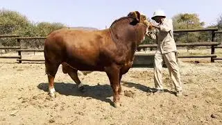 Tholo Holdings Simmentaler Stud Auction 2022