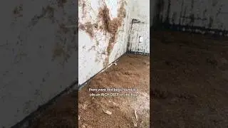 INCH DEEP BED BUGS 😯  Infestation report by 12 News Jolyn Hannah #bedbugs #bedbug #bedbuginfestation