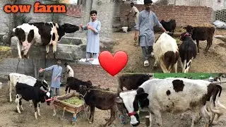 Cow farm me do do surprise 🥳ek sath agy🤔 or bht maza aya 🤗
