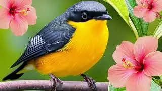 Birdsong Haven &ndash; Soothing Piano Blends with Singing Birds for Deep Relaxation and Stress Relief