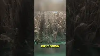 Harvesting 50 Acres of Corn For The First Time | Pt.2