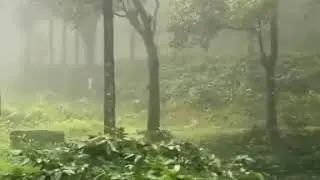 Magical Monsoon  ಮಾನ್ಸೂನ್ ಮುಂಗಾರಿನ ಮಳೆ -ಚಿಕ್ಕಮಗಳೂರು ಕರ್ನಾಟಕ
