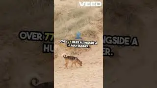 Animal Athletes: Extreme Sports Legends