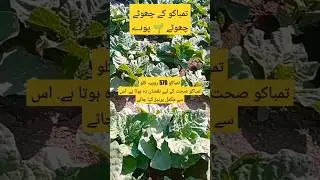 how tobacco plants look like #tobacco #tobaccofree  #saynotodrugs #plants
