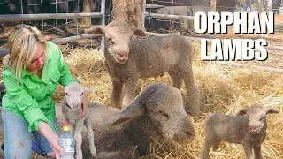 Orphan Lambs | Poddy Lamb - Australian Sheep Farm vlog | The cutest lambs ever!