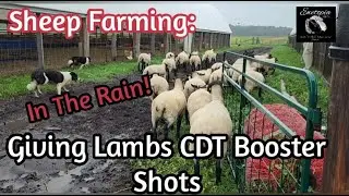 Sheep Farming: Giving Lambs CDT Booster Shots - In The Rain! /August 31, 2022