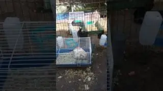 Rabbit village 🐇🐰🐇🐰🐇🐰🐇🐰🐇🐰