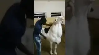 World's biggest Sheep #shorts #viral #sheep