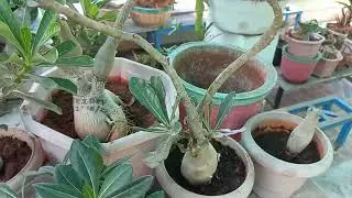 Adenium Yellow 💛 or Carmel with dark purple  💜 Red  &hearts;️ combination, A superb dashing looks