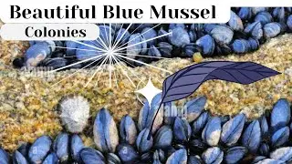Some Beautiful Blue Mussel colonies. They are good for weight loss#Kamer Heritage with Dr Anas