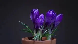 Flowers Crocus time lapse
