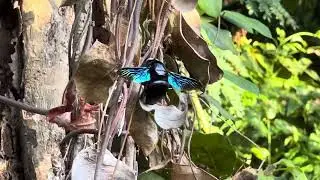 Update on Blue Eyed Carpenter Bees &mdash; Xylocopa Latipes. Blue Eye. Golden Legs. Shiny Wings. Tropical.