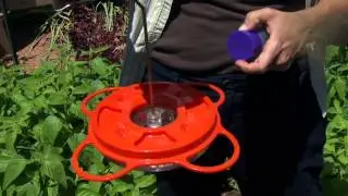 Fruit Feeding Birds