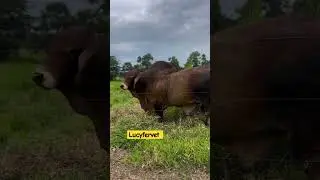 Ghnaa #bullock #bull #semen #bullsemen #dairyfarmmanagement #breeding #matingseason