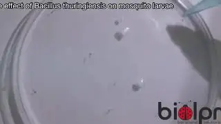 Bacillus Thuringiensis effect on mosquito larvae
