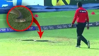 Snake brings cricket match to a halt in Sri Lanka | Starvision News