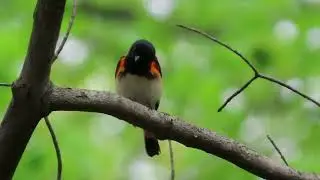 redstart male sings