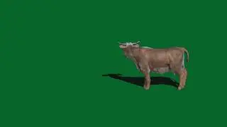 cow eat grass green screen video।
