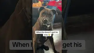 Dog Owner Problems 🤣