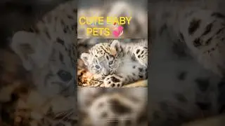 CUTES PETS BABY 💕 AK PETS LOVER ❤️ #shorts