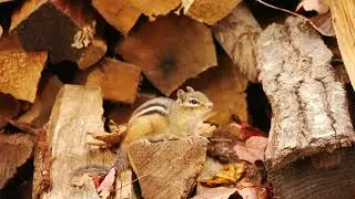 Chirping Chipmunk
