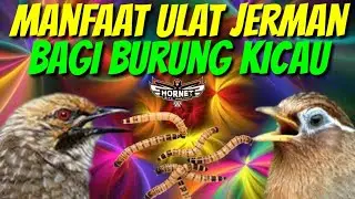 MANFAAT ULAT JERMAN SEBAGAI PAKAN BURUNG