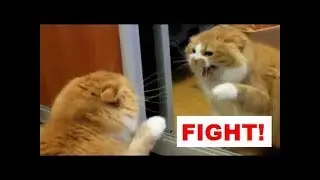 cat versus mirror compilation 2017