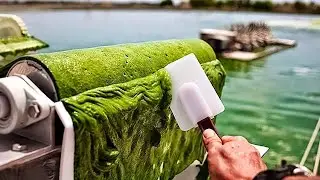 Earn lakhs from moss farming!! Spirulina farming Haryana India