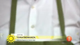 Stjärnkrögaren frossar i tomater   - Nyhetsmorgon (TV4)