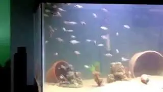 Update on the Eureka Red Jake Fry