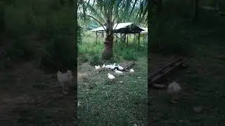 Night2x #trending #chicken