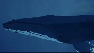 Abz&ucirc; humpback whale clip