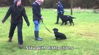 Tux - X Breed - 4 Week Residential Dog Training at Adolescent Dogs UK - barking at visitors
