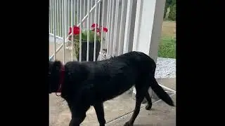 Help, dog&rsquo;s wound won&rsquo;t heal